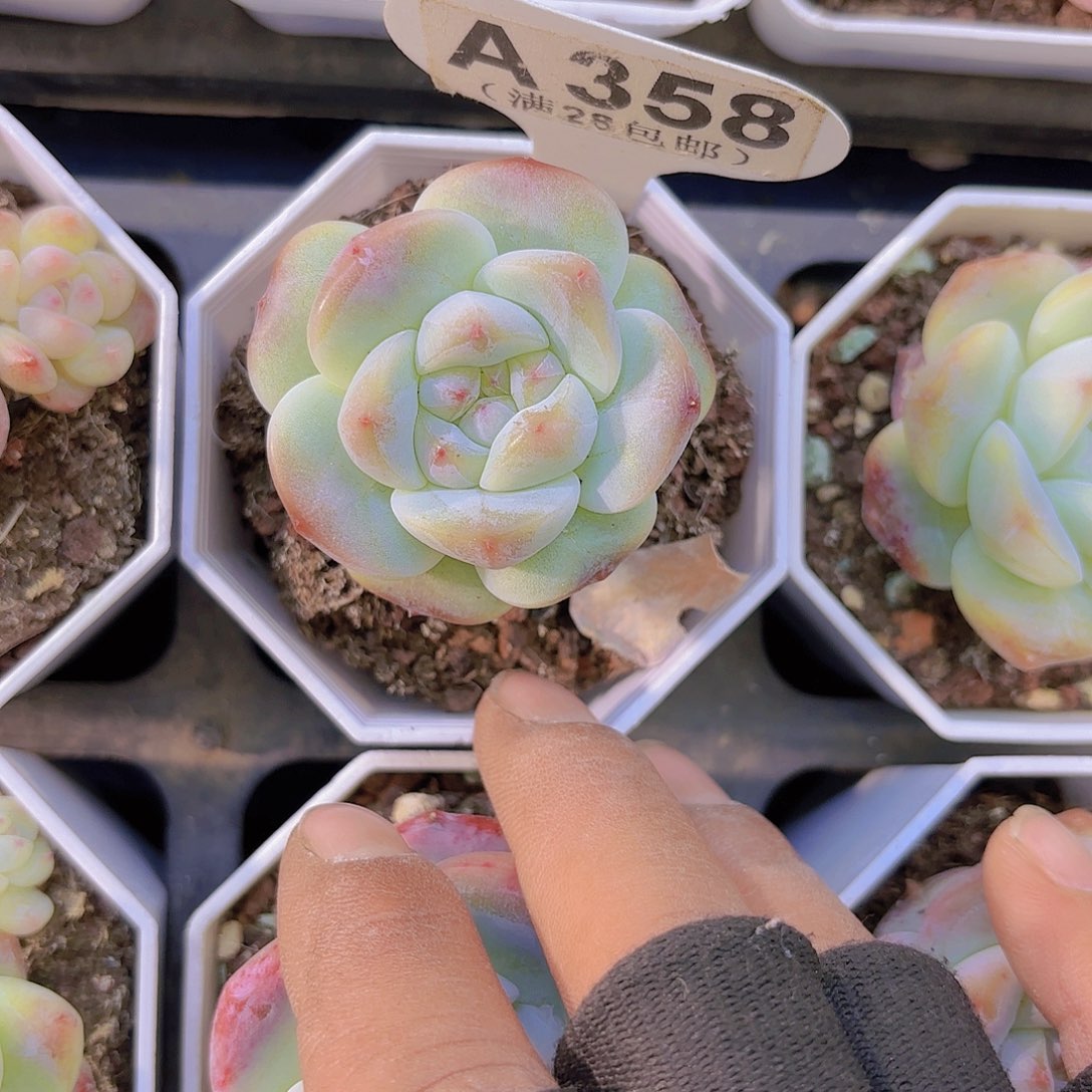 A358冰玉杂交一物一拍