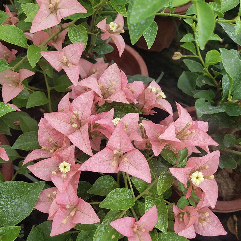 三角梅---卡亚塔