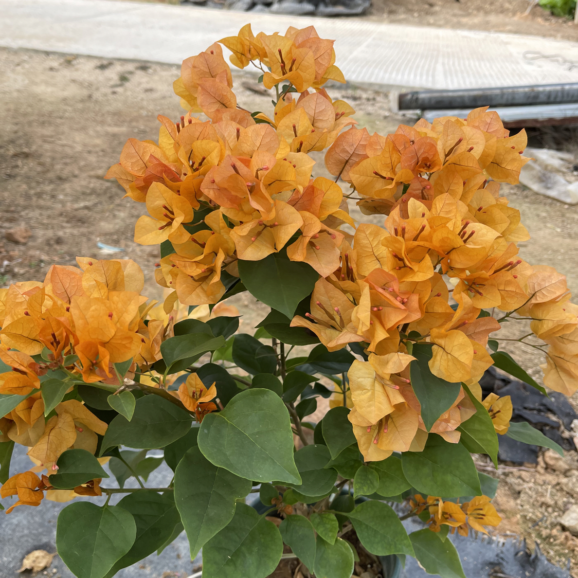 【金色光辉】三角梅原生盆苗，默认运输途中掉花掉叶，小断枝介意慎拍