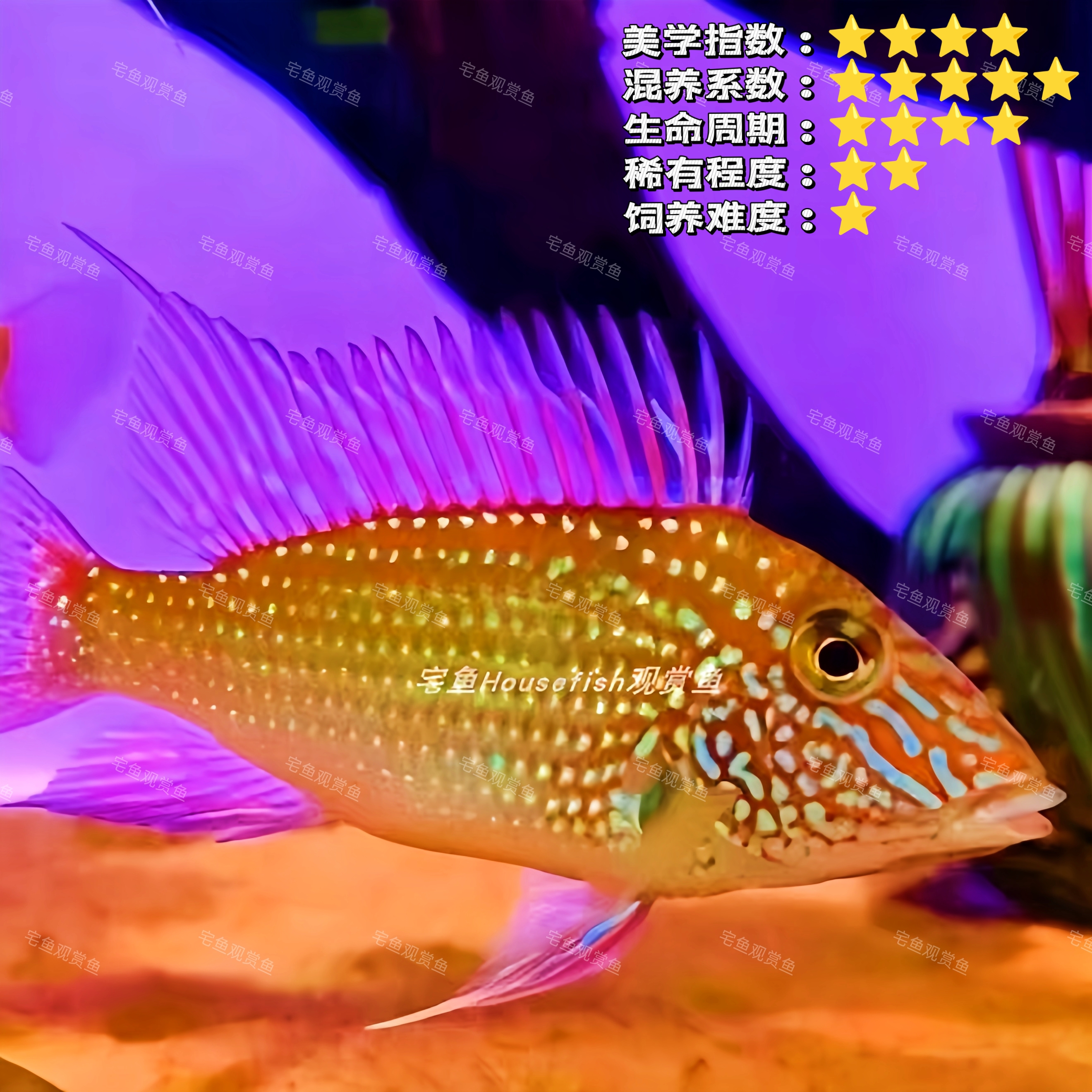 宅鱼甄选｜蓝颊马面鱼 温顺南美鱼关刀鱼食土鲷淡水热带鱼观赏鱼