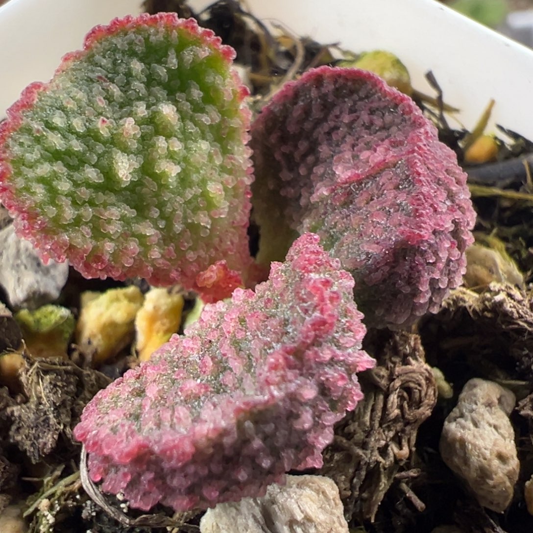 实生新品多肉植物水泡多肉植物