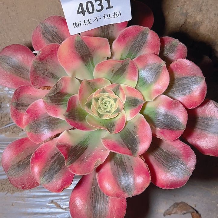 4031爱丽丝多肉植物