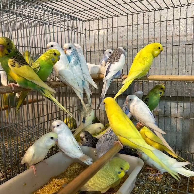 虎皮大体大头/金彩大头活体宠物