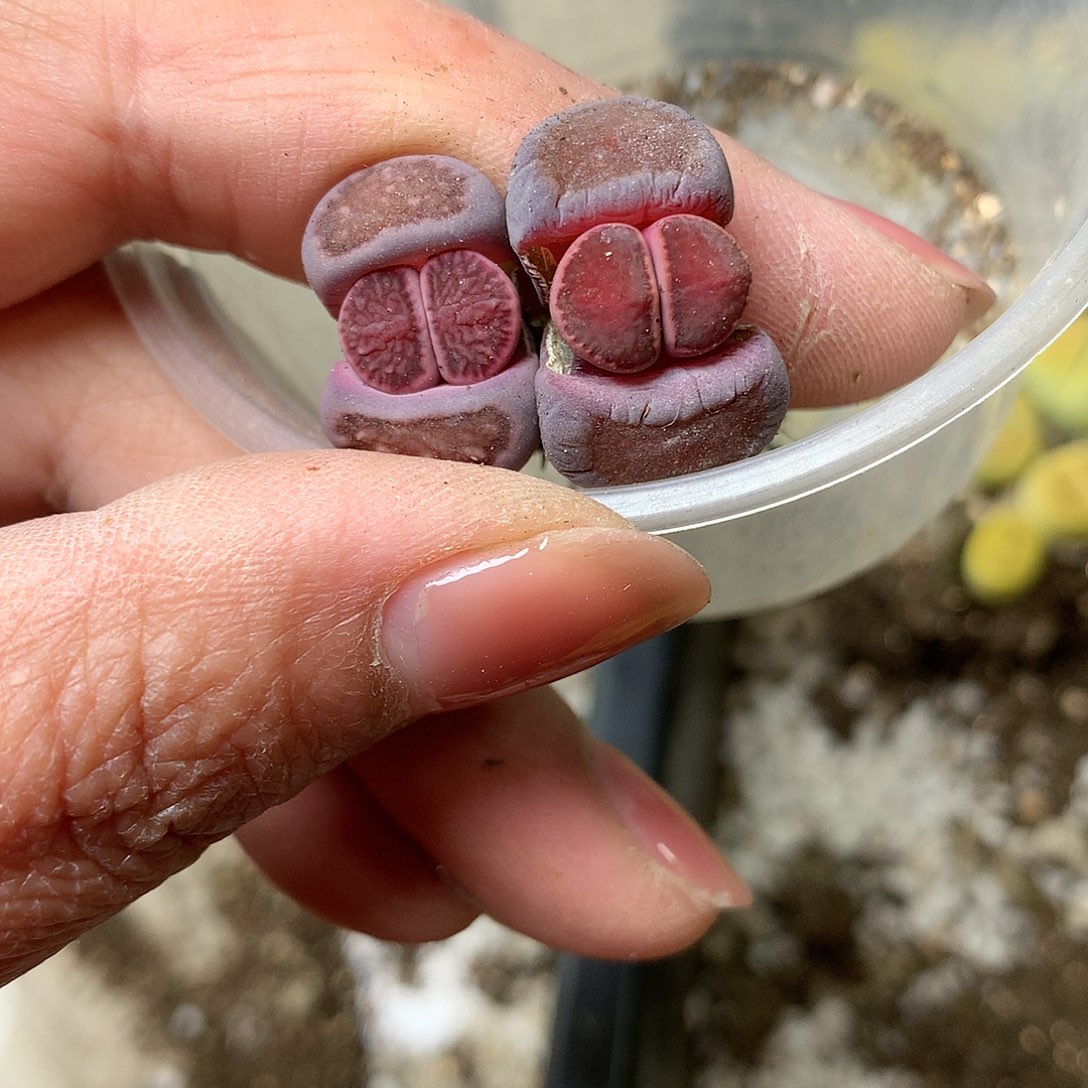 一*B198多肉植物保护研究所