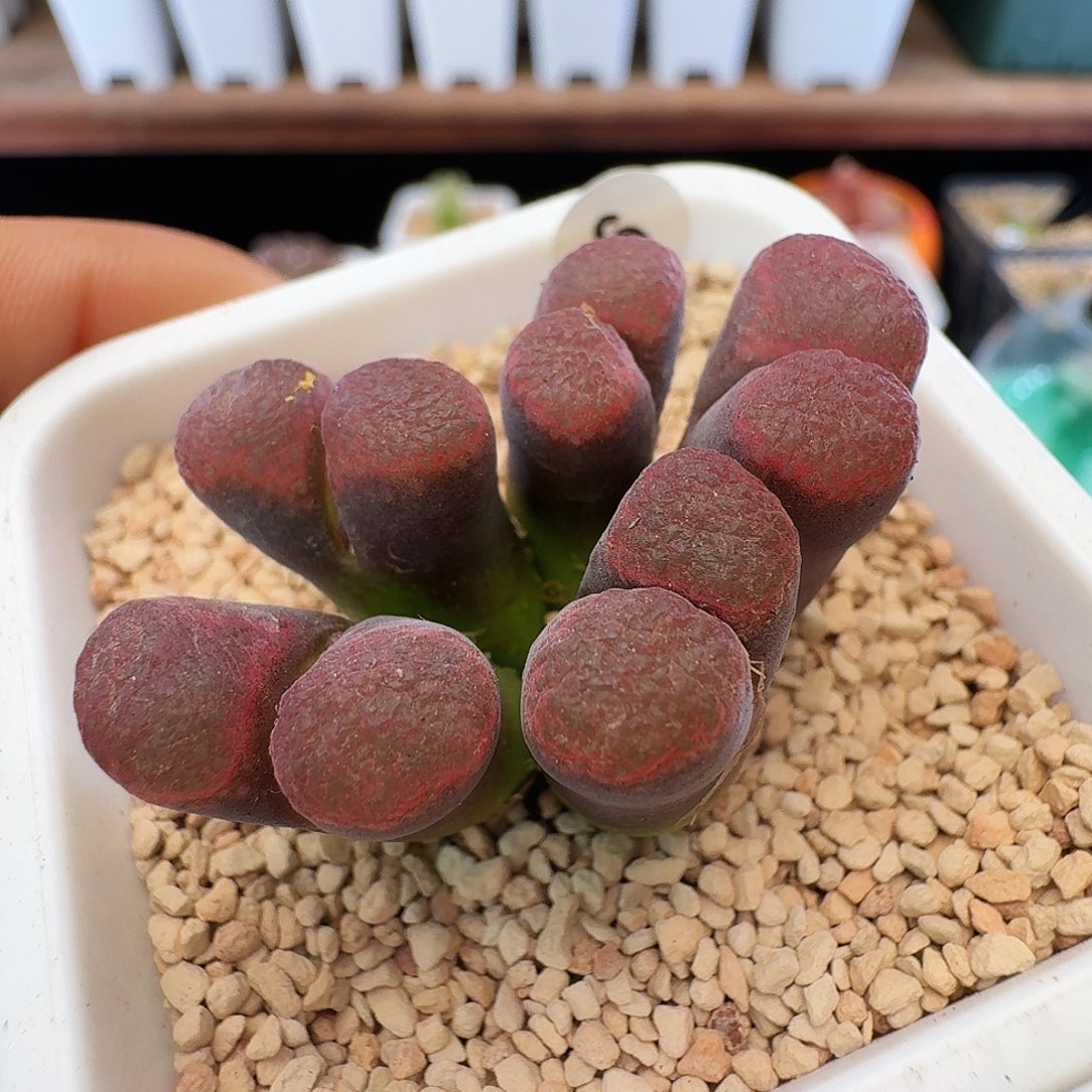 多肉植物福利风铃6