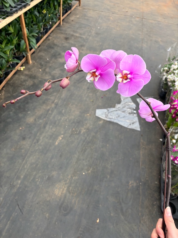 蝴蝶兰———(安娜)开花发货（全场两颗包邮只拍一颗发花后苗）