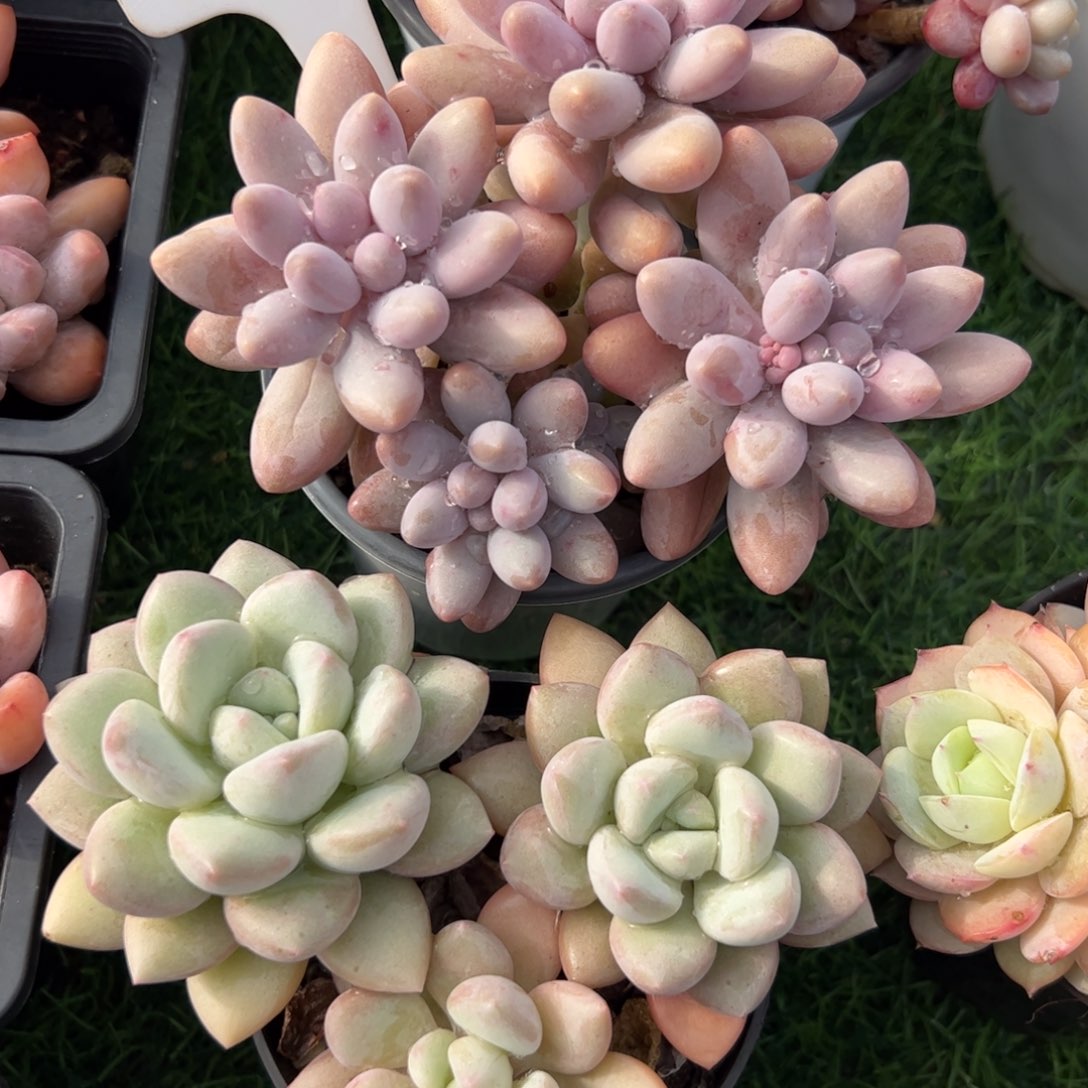 粉色恋人多肉植物