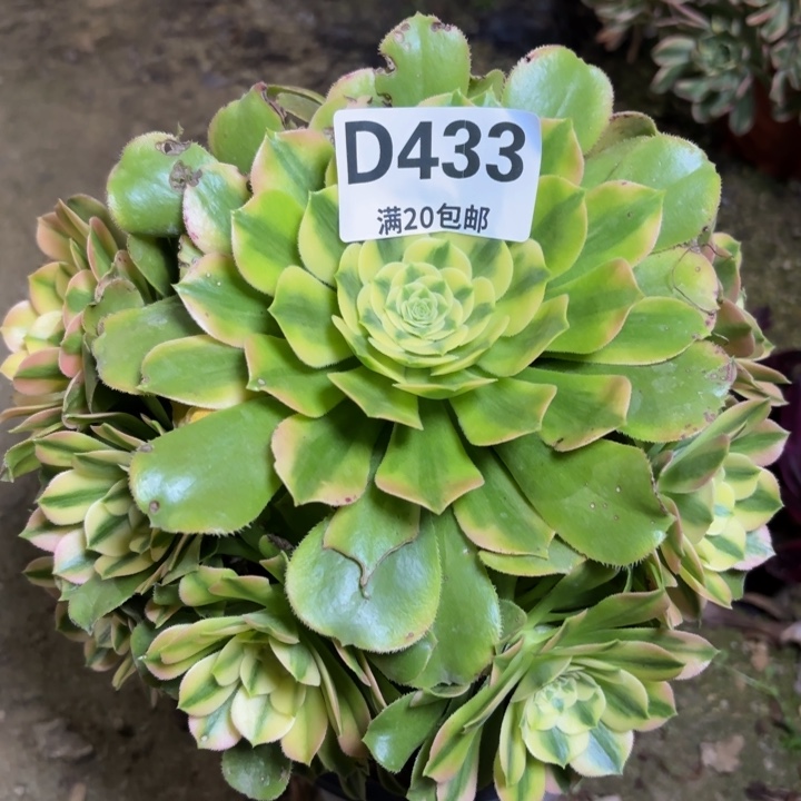 瑞妈一物一拍433