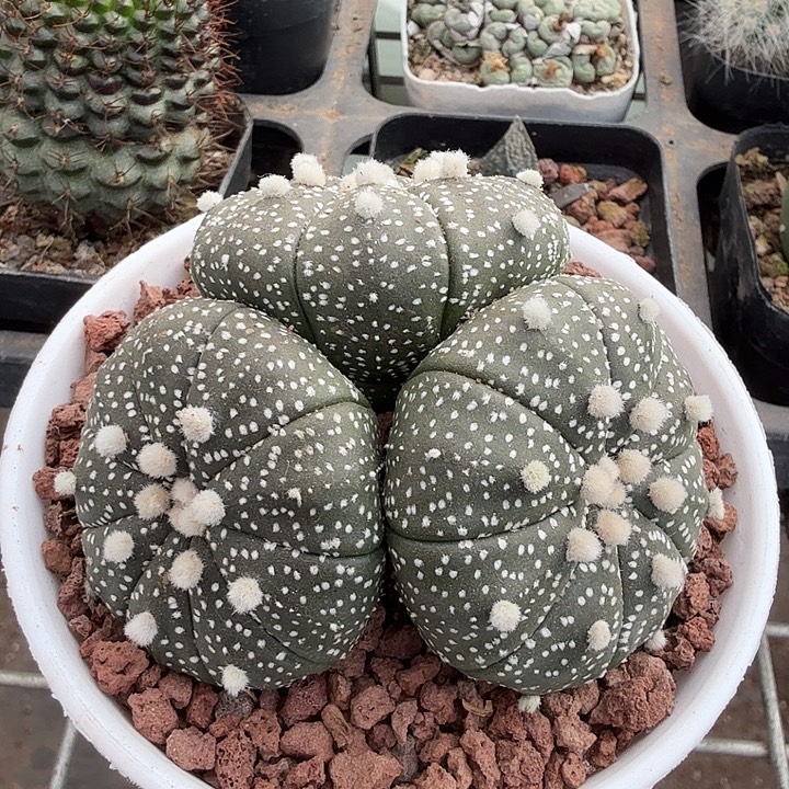 实生兜群三头7仙人球