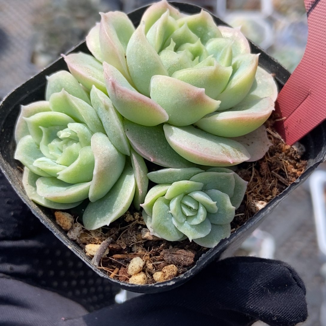 7295虾饺多肉植物保护