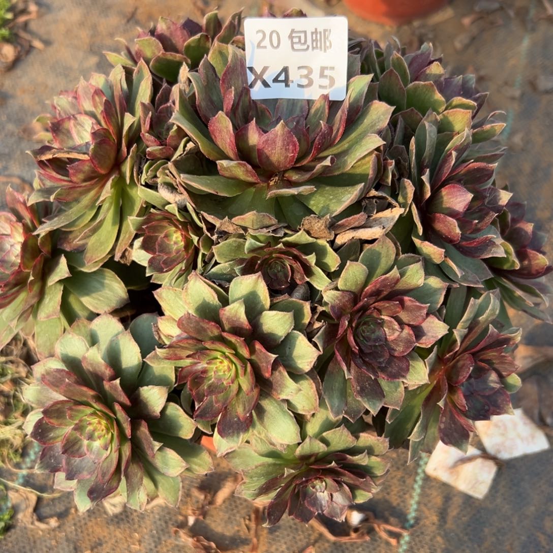 435红丝绒，满20包邮