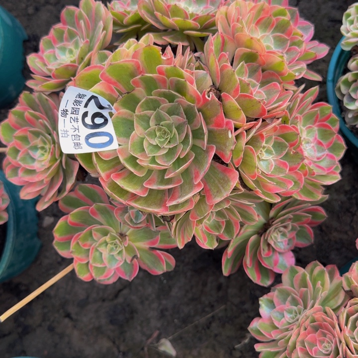 运何花25-14包邮花花