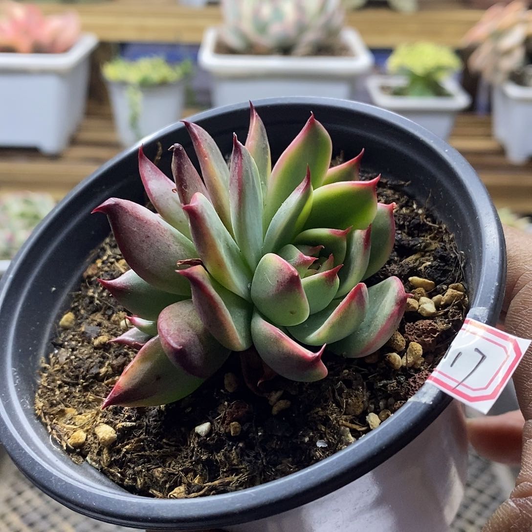 21117 桃花覆轮锦