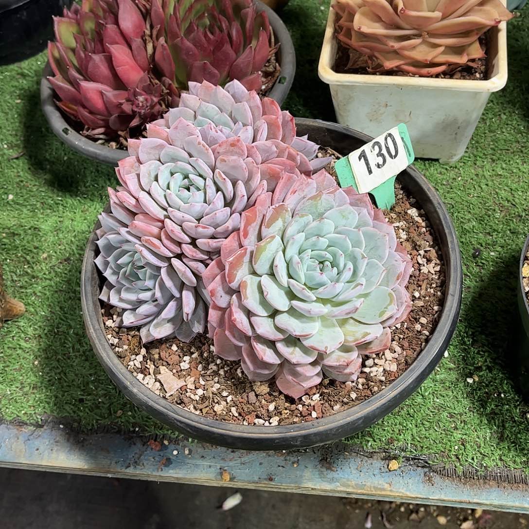 k***y雪雨多肉植物保护130