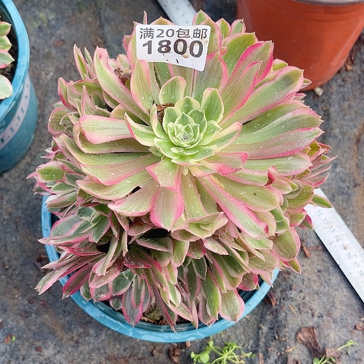 1800一颗孔雀翎法师