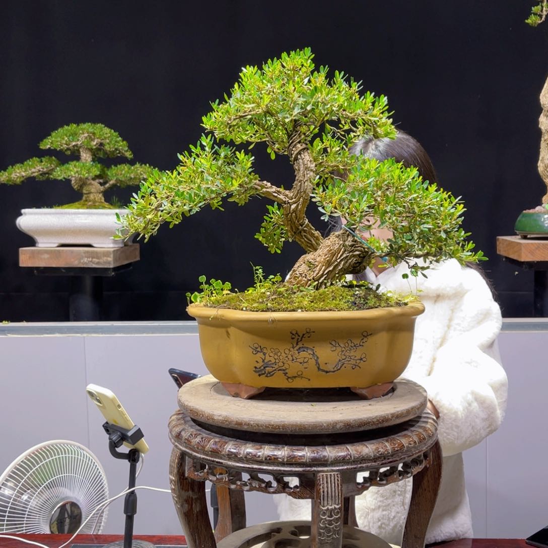 四季常青老桩黄杨盆景