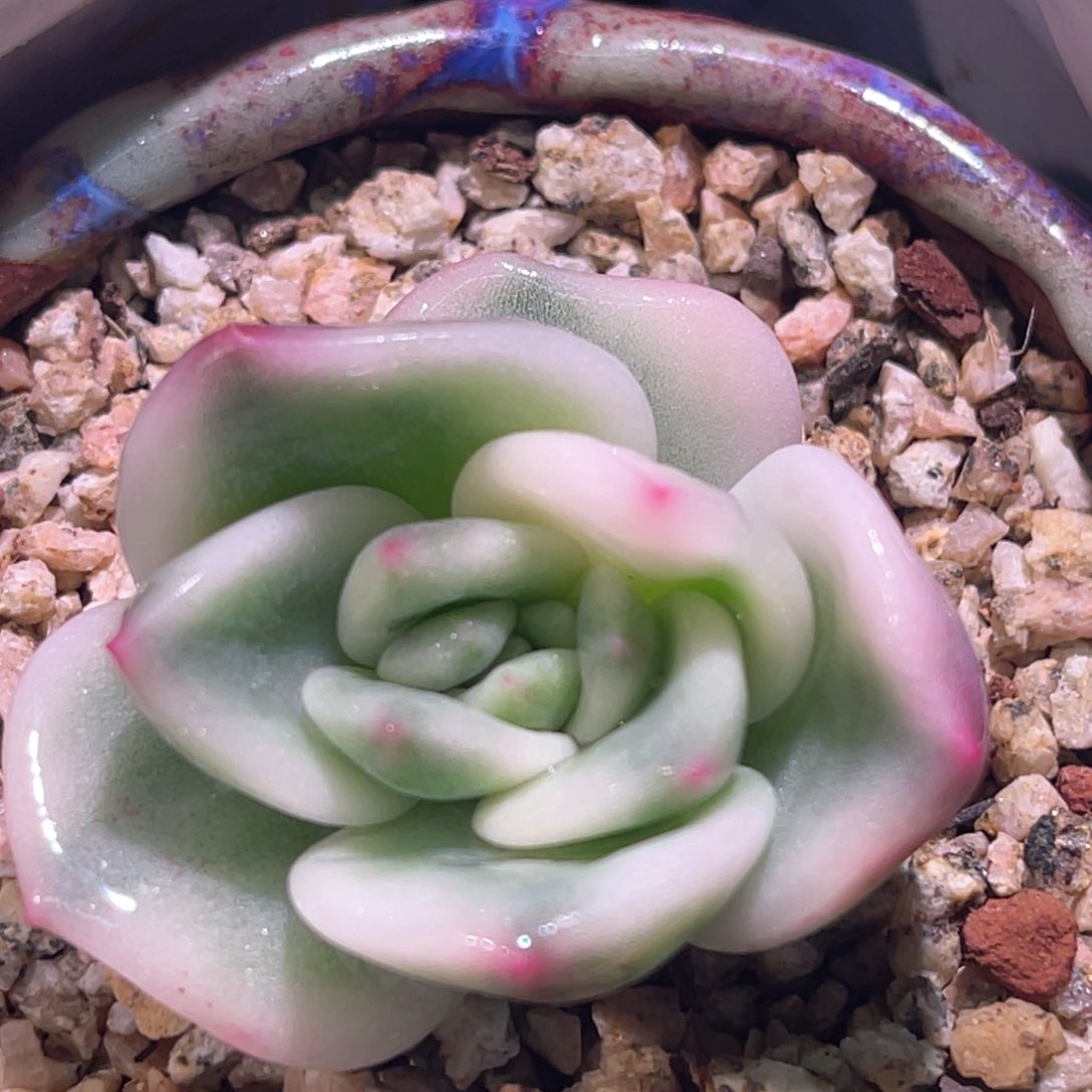 多肉特价伊丽莎白锦侧芽