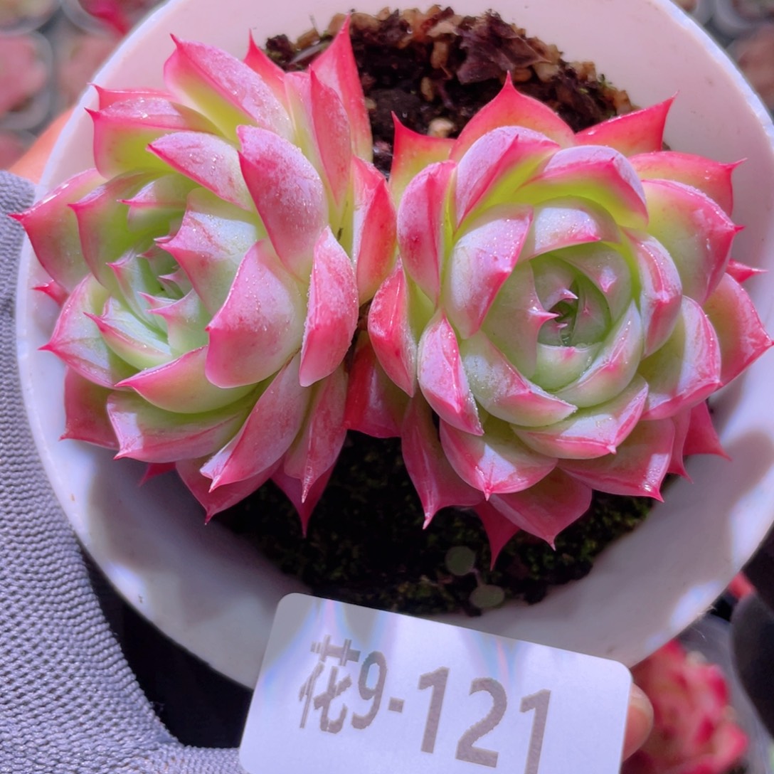 花利美 9-121孤星 