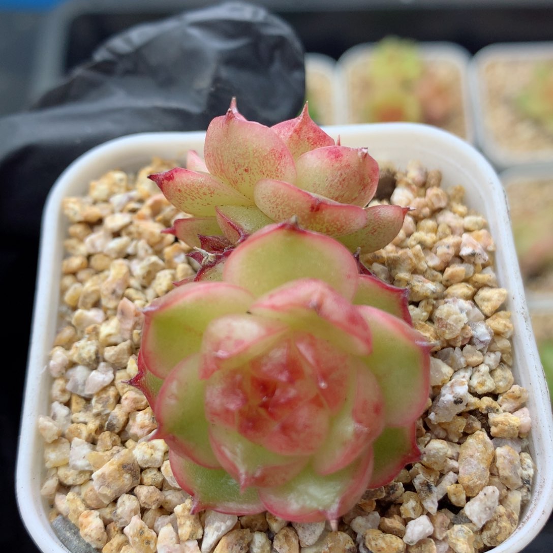 58包邮  群生不包整珍妮27