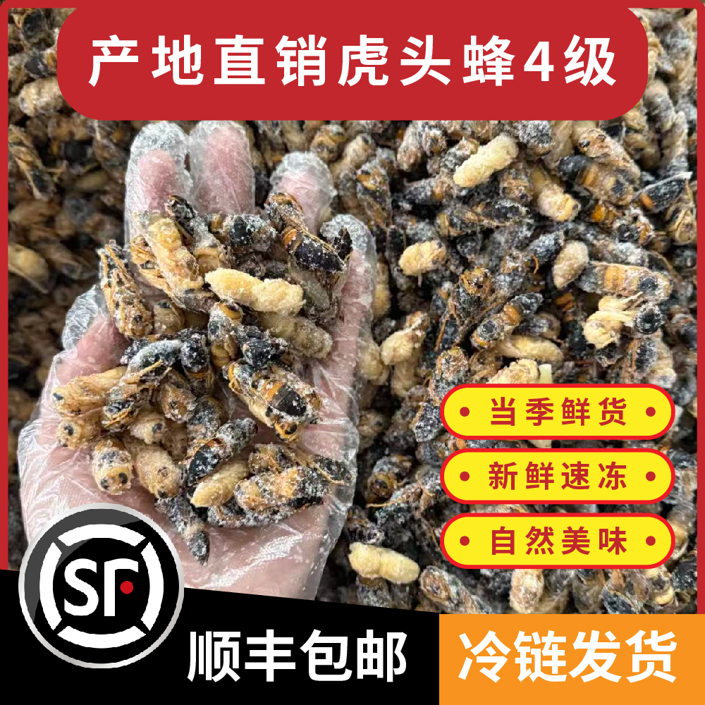 虎头蜂4级蜂蛹地蜂新鲜冰冻马蜂黑尾土蜂出售鲜活马蜂蛹