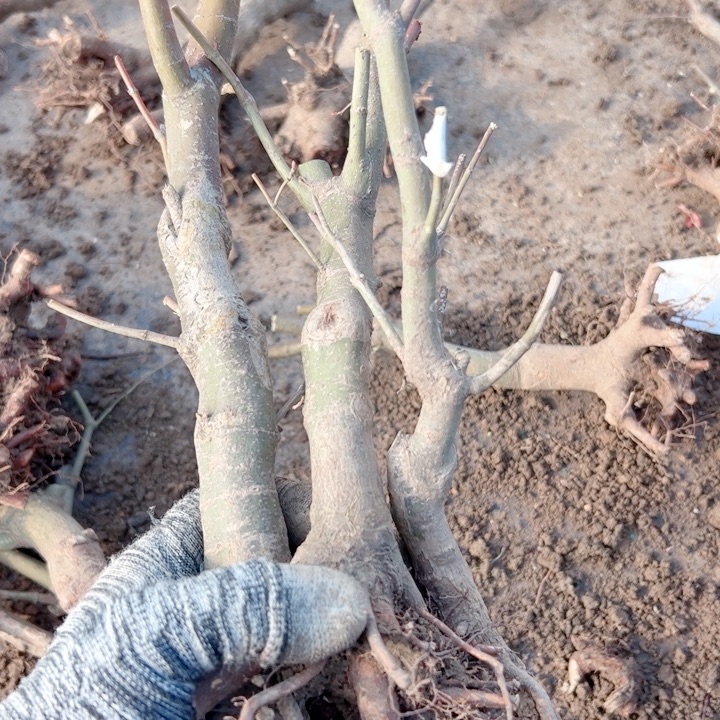 石***雾无花朵枫树……枫树