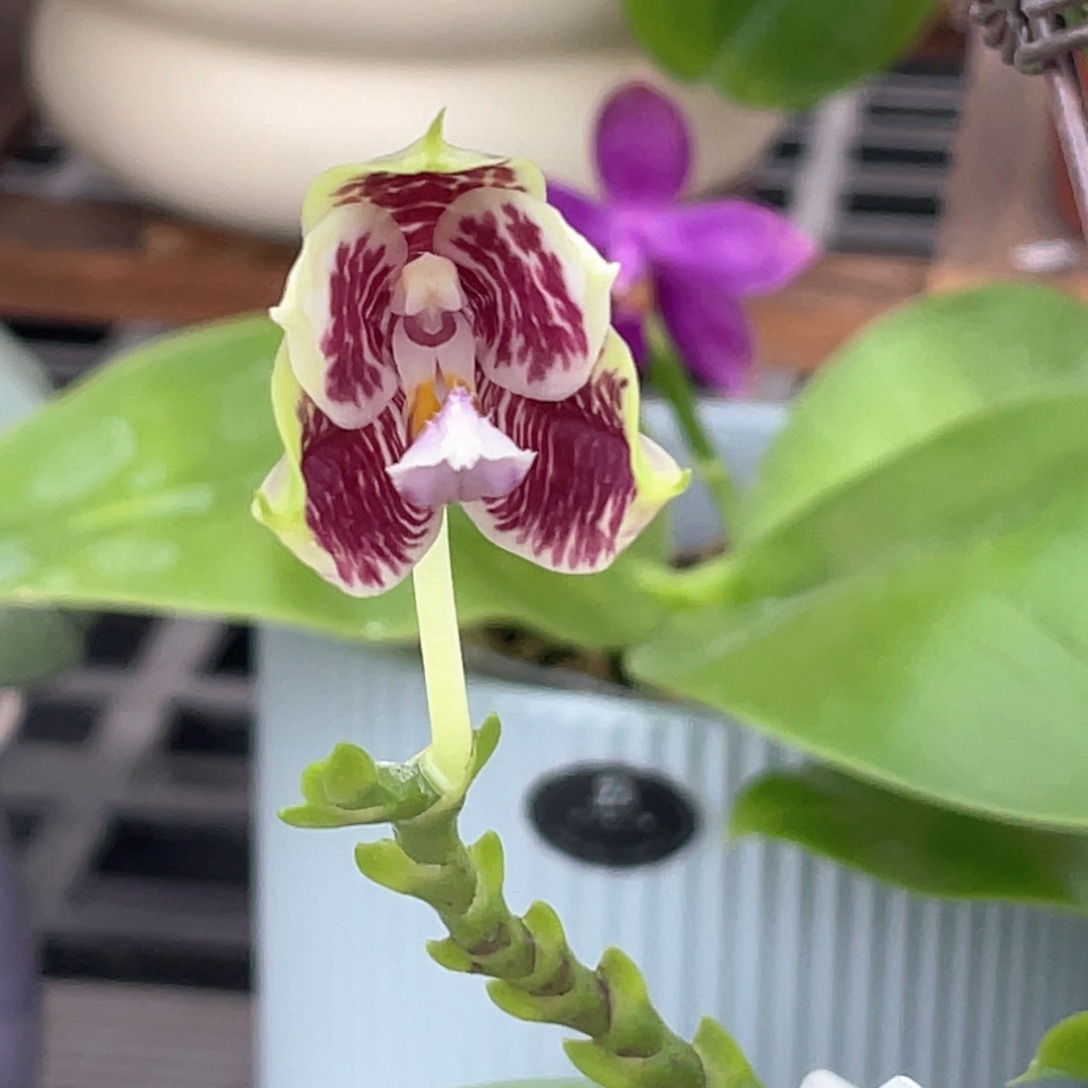 无花朵km3288蓝孔雀交蓝路帝2.5寸开花原298