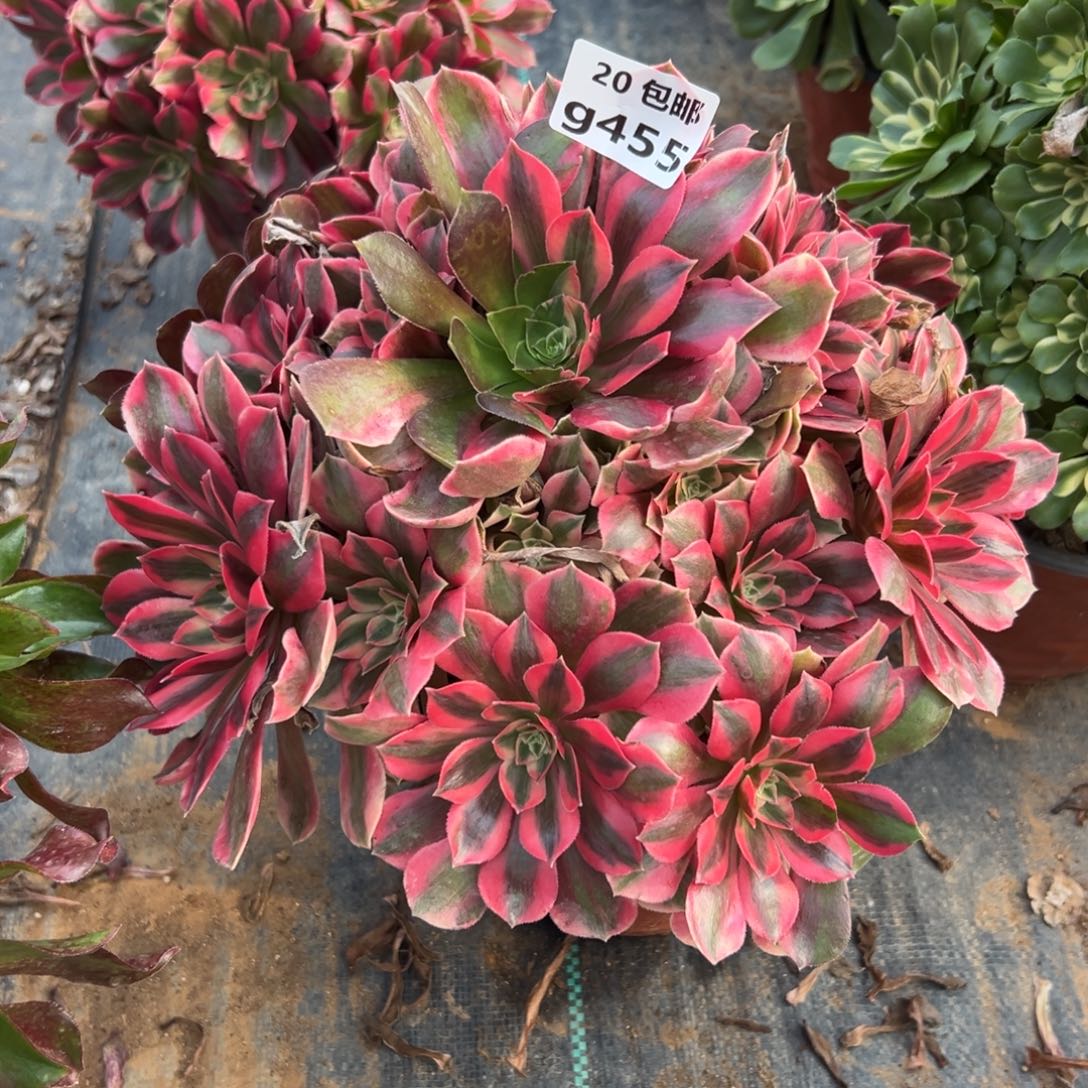 455女妖，多肉法师