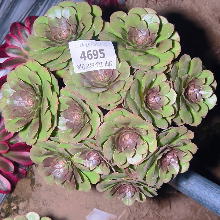 4695红心万圣节多肉植物2号