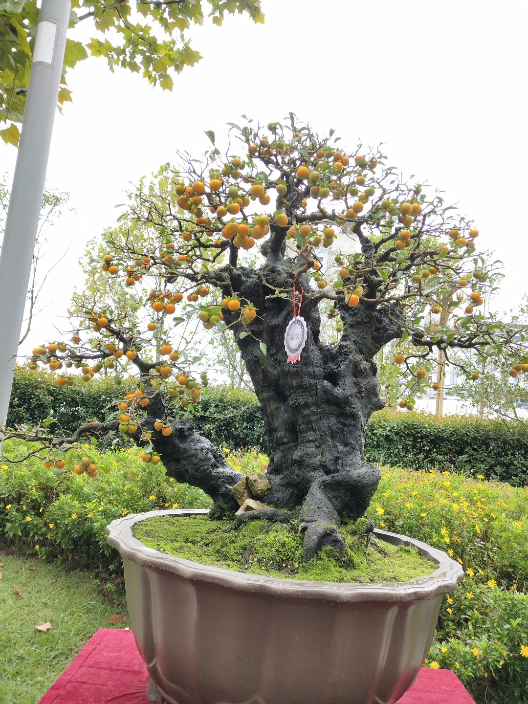 金弹子罗汉松大桩基地盆景直发成品，一颗也是批发价金弹子盆景