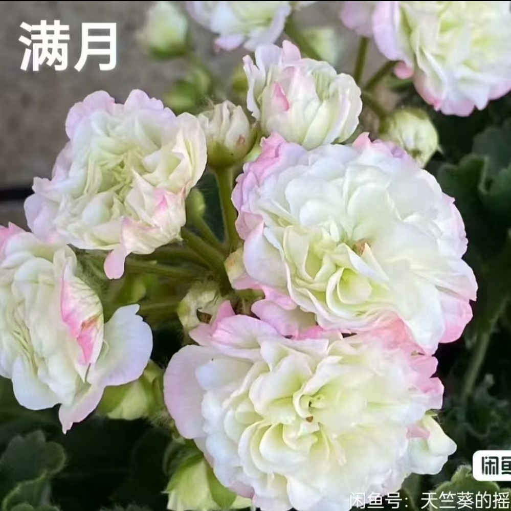 精品重瓣直立天竺葵满月小棵型