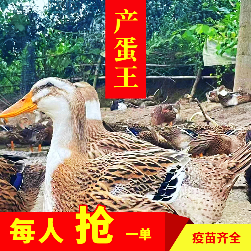 2斤麻鸭肉绿壳蛋鸭土鸭包邮