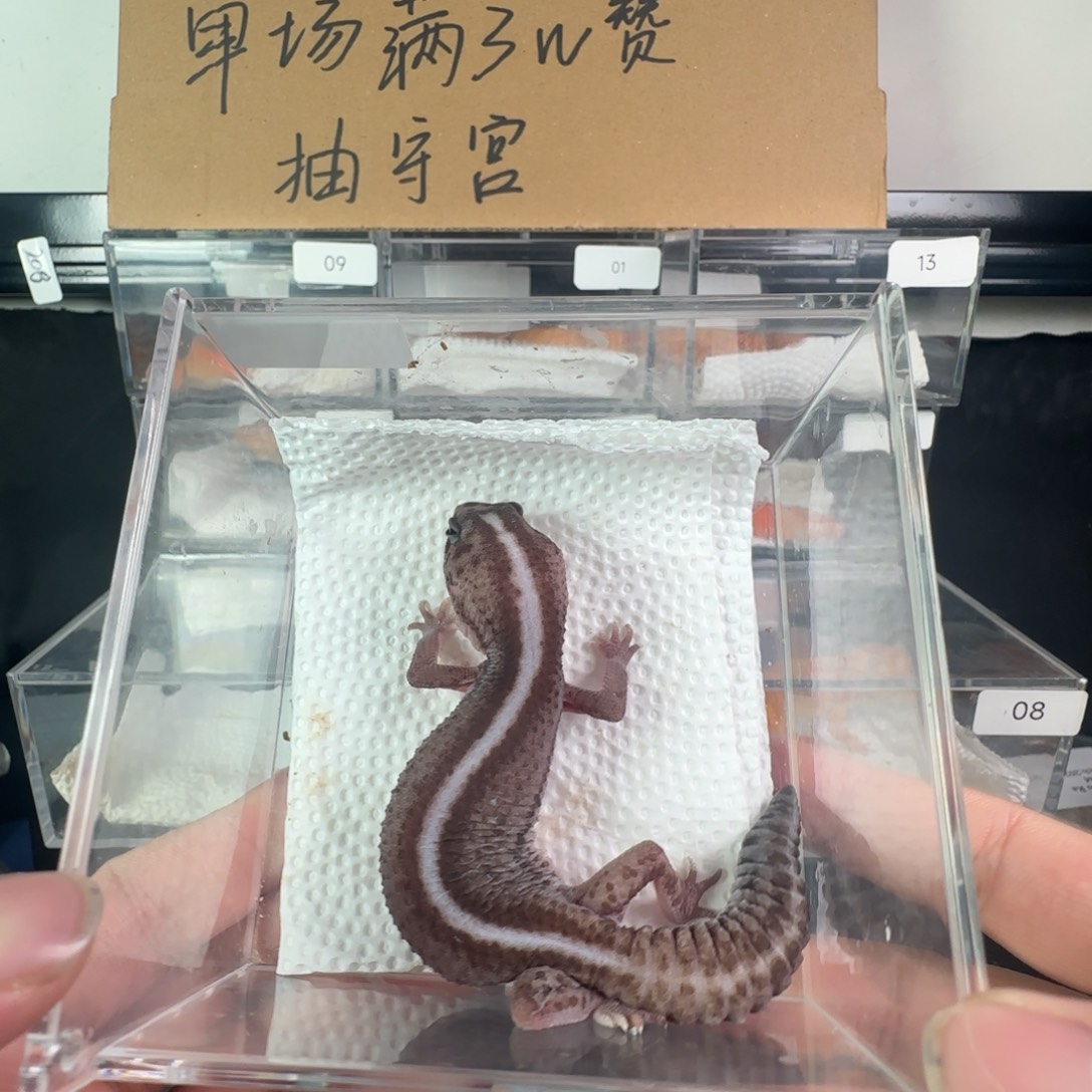 豹纹守宫奶奥无直线妹妹