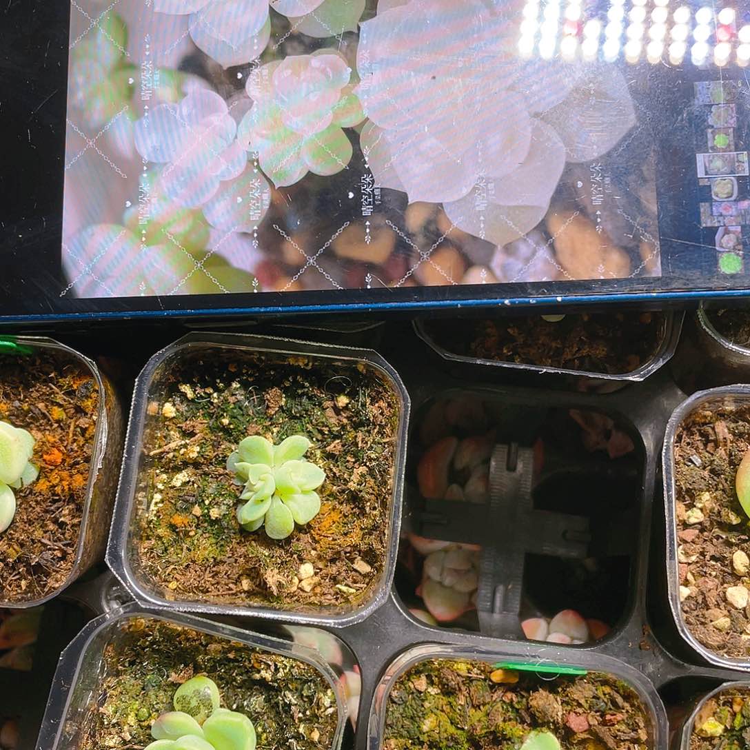 纸鸢中盆一个满25包邮