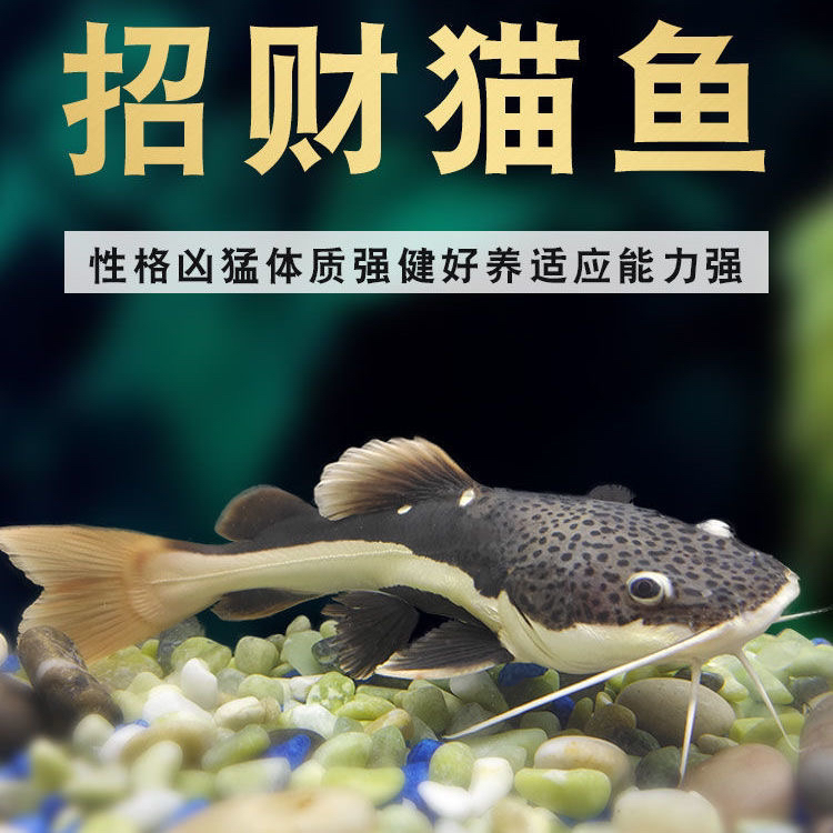 【家渔专属】招财猫鱼活体红尾鲶鱼活金丝猫鱼体鲸鱼大型热带观赏鱼