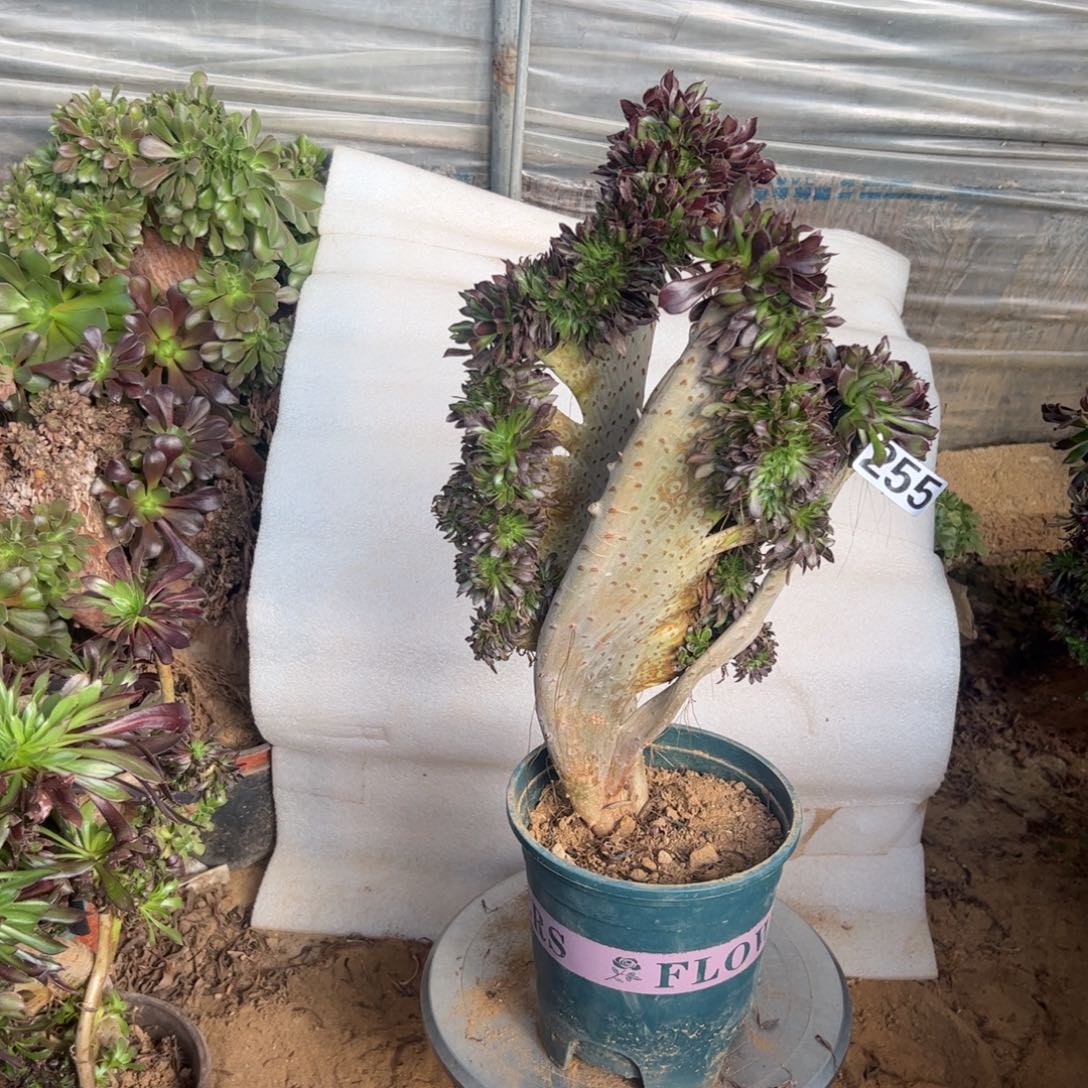 微瑕疵妖翅膀255高度40厘米