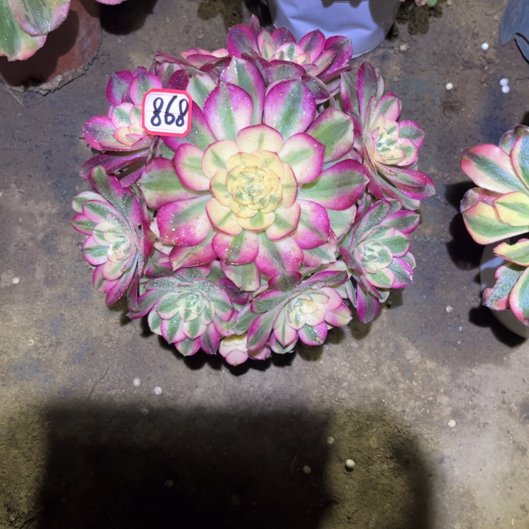 868多肉植物倾城法师