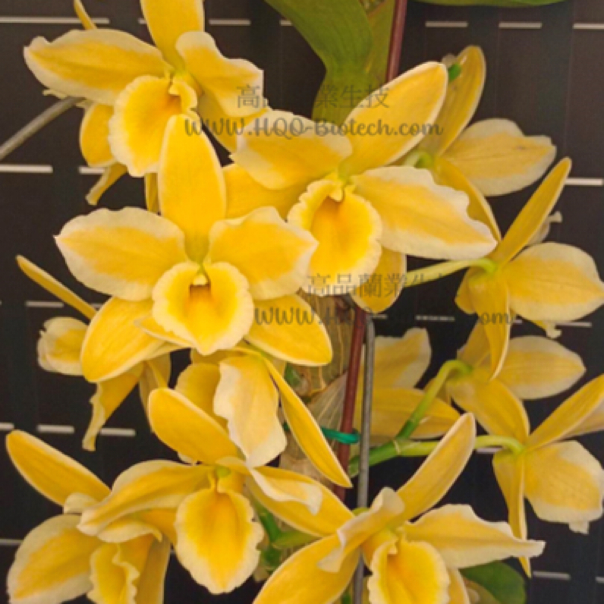 黄金钻戒春石斛经典款