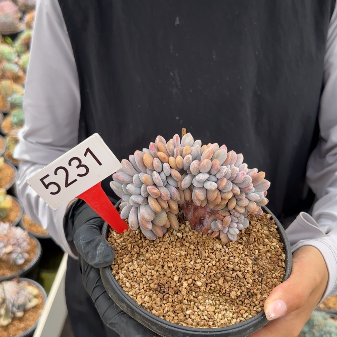 粉兔缀   5231号       