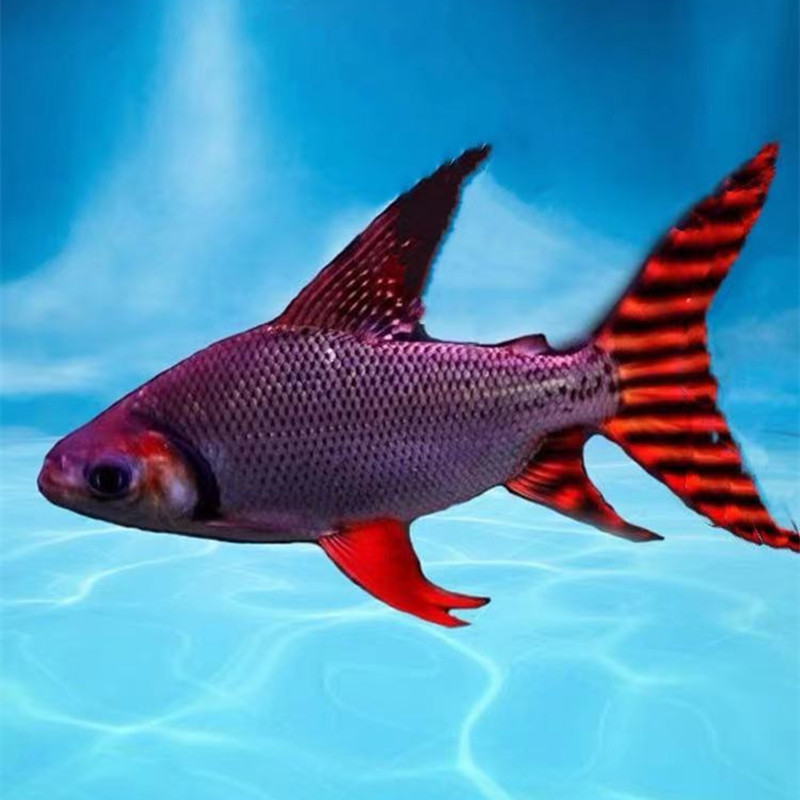 热带观赏鱼直纹飞凤鱼金凤银凤泰国鲫中层吃垃圾鱼龙缸配鱼