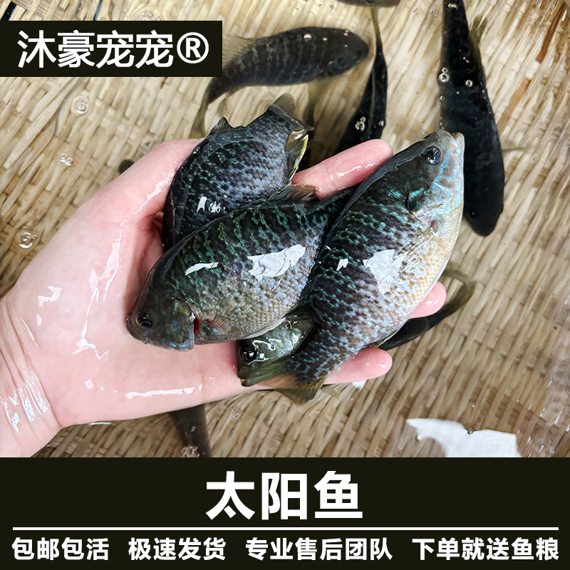 原生太阳鱼小型观赏鱼冷水淡水鱼群游鱼发色太阳鱼招财鱼活体鱼苗