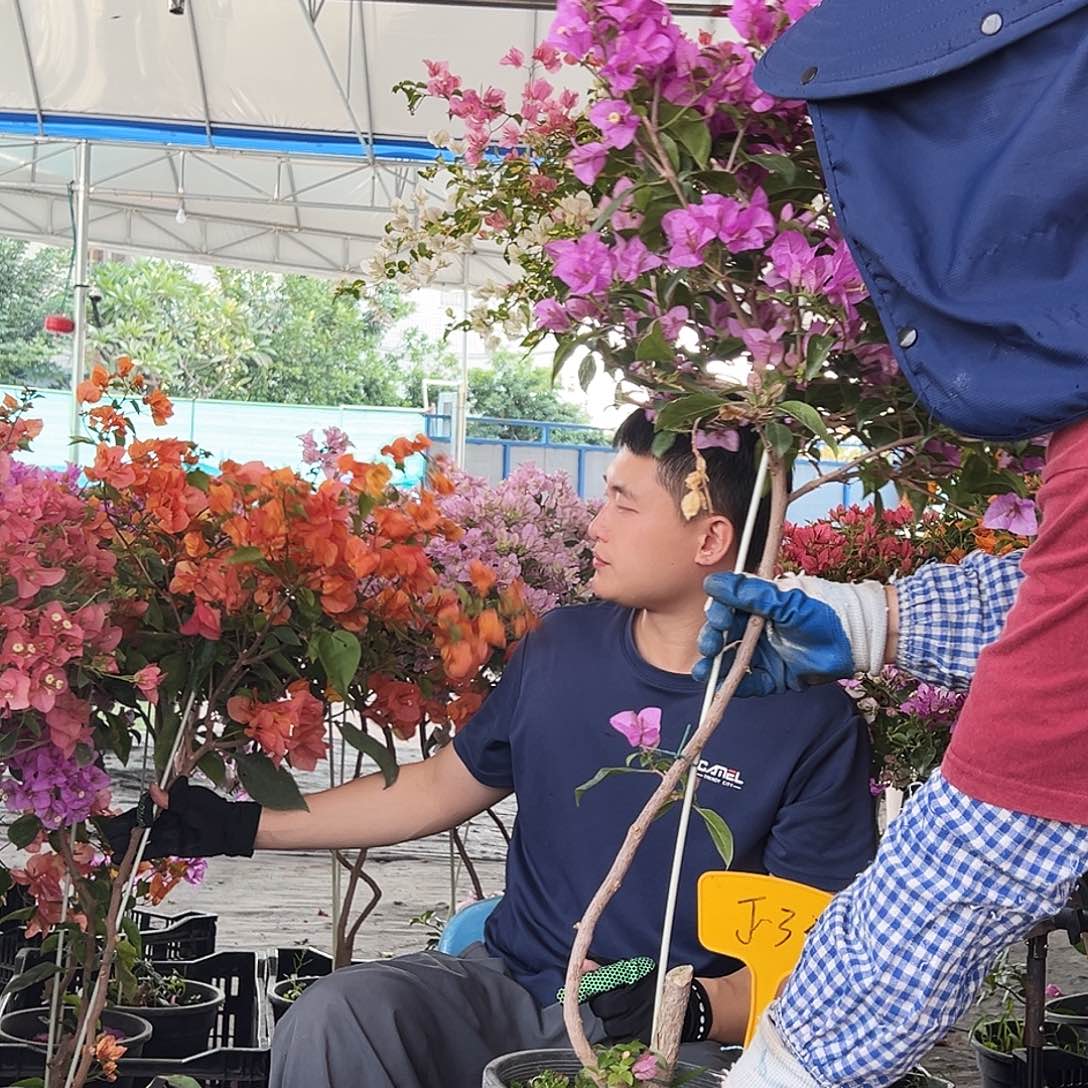 往***️大部分花苞少量开放J53巴西紫