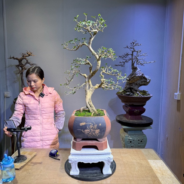 原生老桩九里香盆景