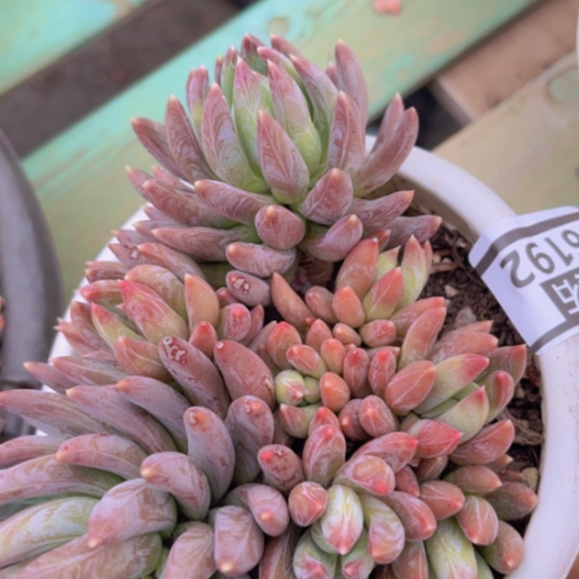 【闪购商品】炫彩星16192