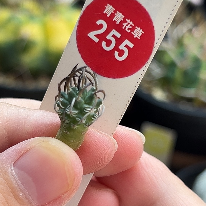 实生碳刺升龙丸娇丽1.1cm