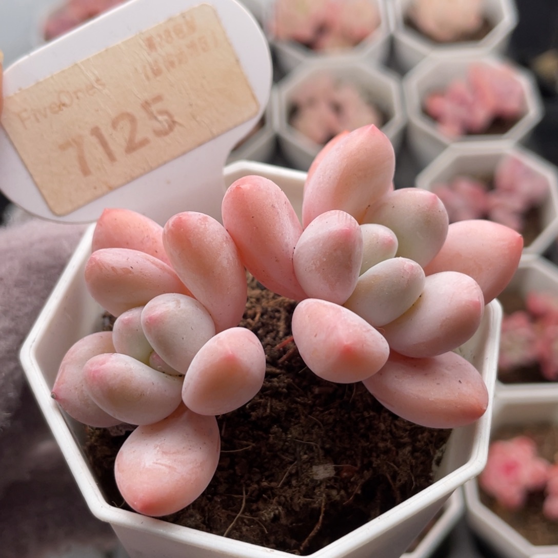 香水7125-6.0厘米