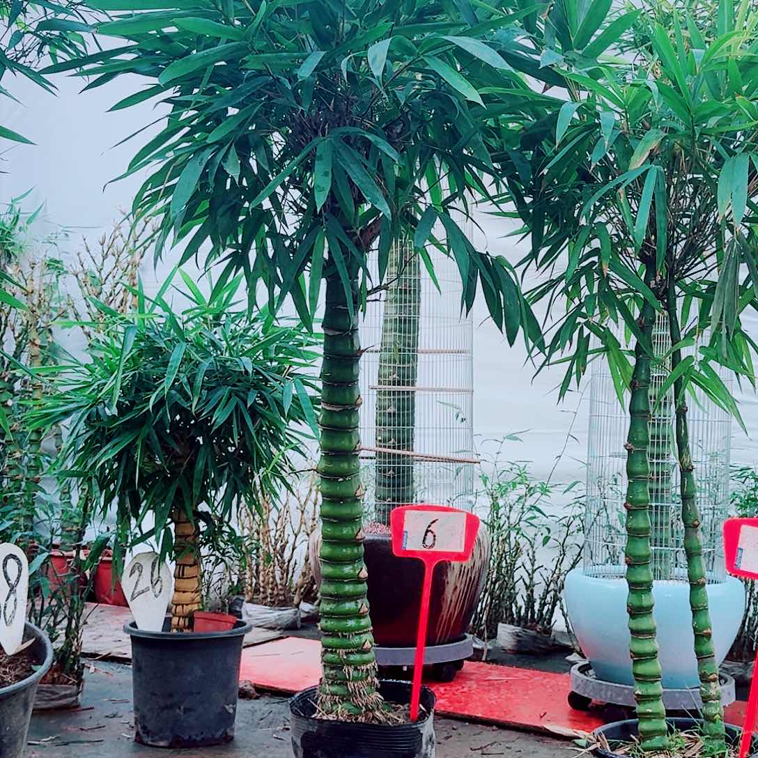 风***节完全开放佛肚竹8888888888