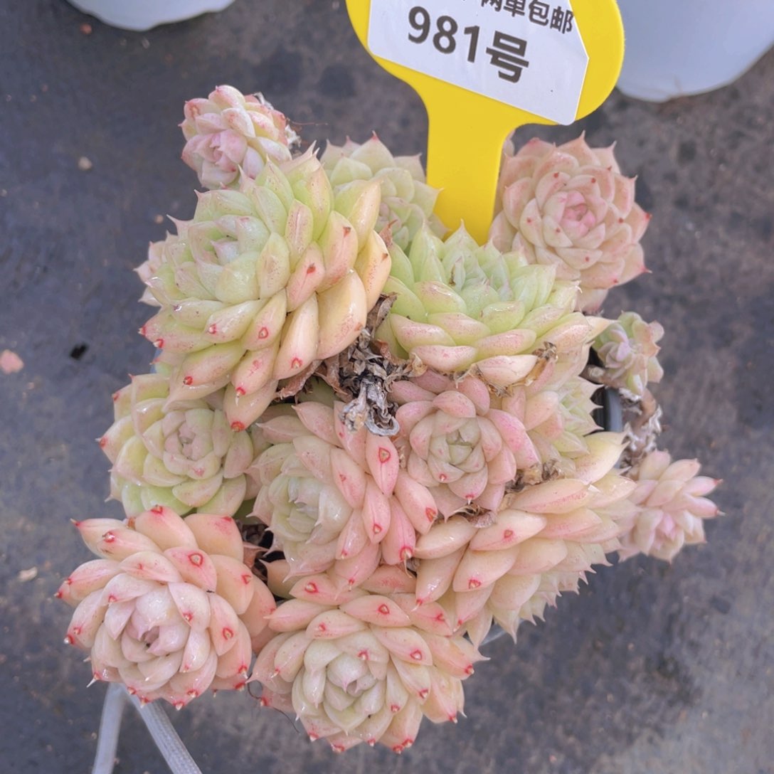 981号麦秆群一个不包整