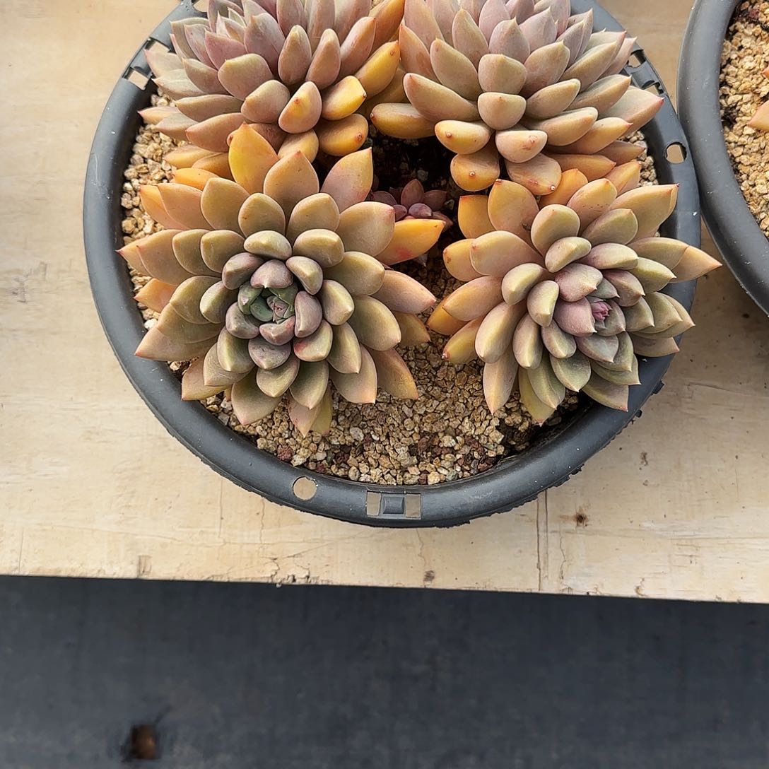 小小弟精品多肉红象牙