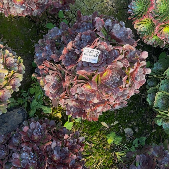 荷兰玫瑰27-36包邮花花