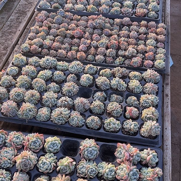 50孔景天不同品种25颗量拍